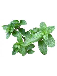 Menta